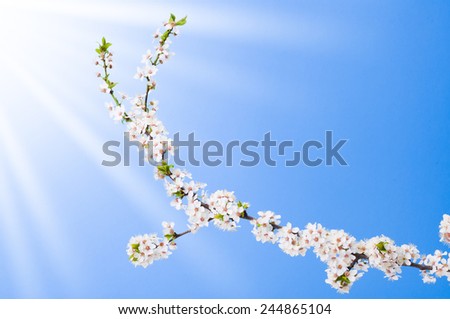 Blooming apple tree branch against blue sky and sun in spring