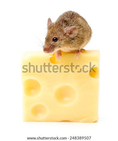 Tiny house mouse (Mus musculus) on big cheese