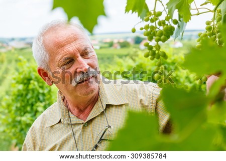 Viticulturist man studying green Muscat Ottonel grape clusters in vineyard