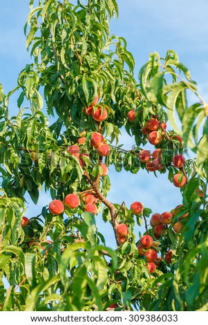 Ripe peach fruit on tree in summer