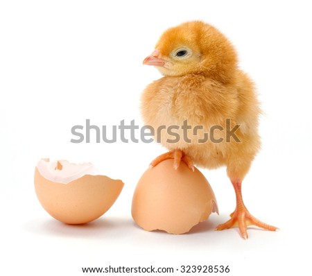 Newborn brown chicken standing on broken egg shells