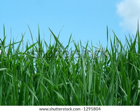 Close view of grass