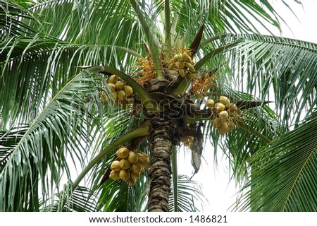 coconut tree with young coconuts