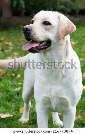 Portrait of a yellow labrador retriever one and a half years old