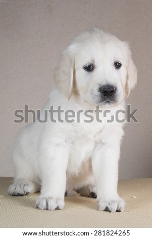 Cute puppy golden retriever laying on a table