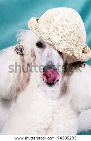 Portrait of King size white poodle with ponytails and in a straw hat