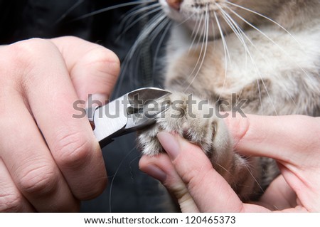 clipping claws of a cat - a necessary concern for pet