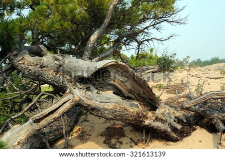 beautiful dried driftwood on the sand dunes\
\
photo toned
