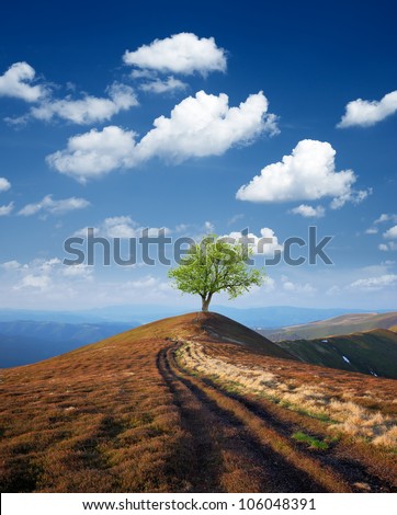 Road leading to the tree at the top of the mountain