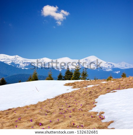 Last snow in the mountains in the spring and the first flowers of crocuses
