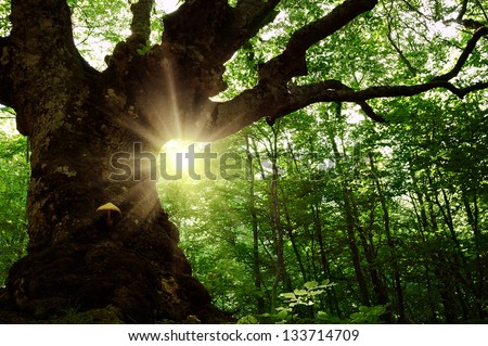 Summer landscape with old tree in the forest and sun in the leaves