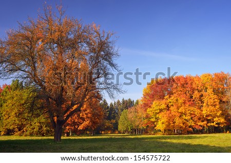 Beautiful autumn landscape in the park. Saturated colors of the autumn forest