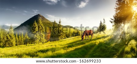 H horse in a pasture in the mountain valley. Landscape morning panorama of the mountains in summer