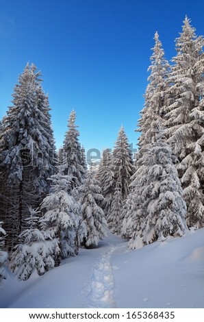 Winter landscape with a road in the forest. A cold day in a mountain valley