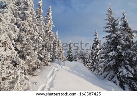 Winter landscape with snow drifts and a footpath in a mountain forest. Forest after a snow storm