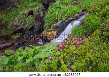 Blooming rhododendron bush in a forest glade. Mountain creek in a lush green forest.