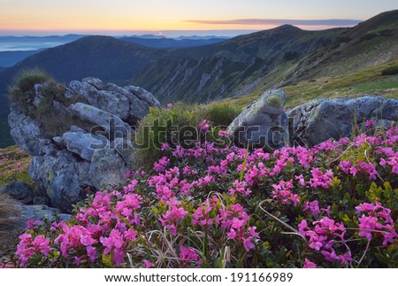 Fabulous sunrise in the mountains. Beautiful summer landscape with flowers of rhododendron. Meadow with red flowers. Carpathian mountains, Ukraine, Europe