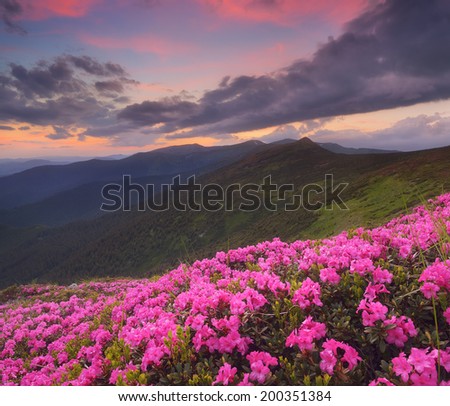 Summer landscape with flowers of rhododendron. Evening with a beautiful sky in the mountains. Glade of pink flowers. Carpathians, Ukraine, Europe