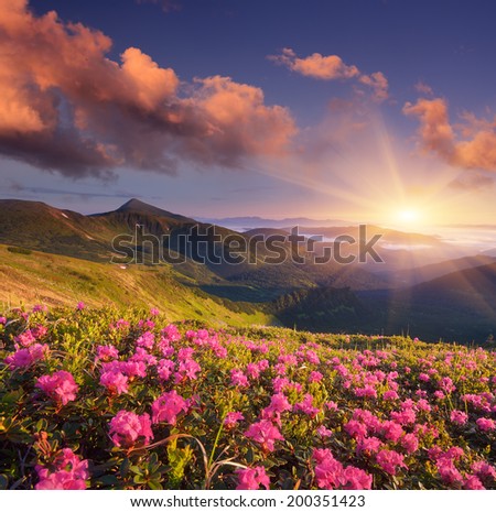 Sunny morning in the mountains. Blooming rhododendron glade. Pink flowers in the morning sun