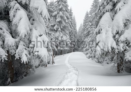 Winter landscape. The trail in the snow. Mountain forest overcast day. Carpathians, Ukraine, Europe