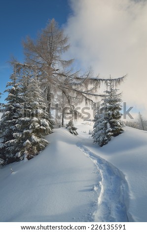Winter landscape. Trail in the snowy forest. Sunny day. Carpathian mountains, Ukraine, Europe. Christmas landscape