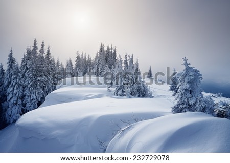 Winter forest covered with snow. New Year`s landscape. Fabulous trees in snowdrifts. Sunlight through the mist. Carpathian mountains, Ukraine, Europe