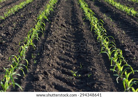 Field of young corn. Rows of plants in the ground
