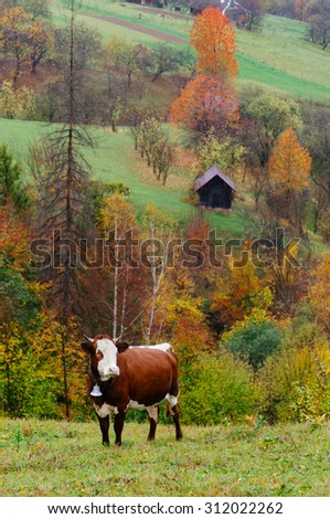 Brown cow with a bell in the mountain village