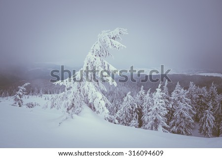 Christmas view. Snow covered forest in the mountains. Landscape in gray tones overcast day. Color toning. Low contrast