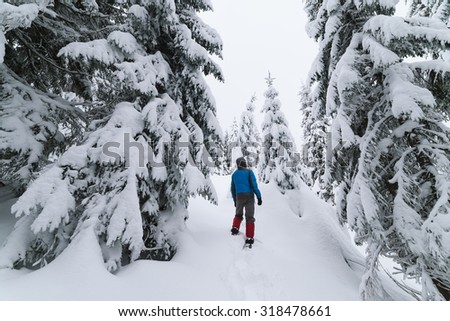 Snowy forest. Man standing in snowdrift and looks at fir tree
