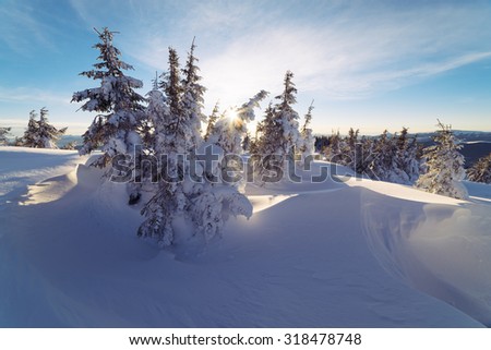 Winter landscape with trees covered with snow. Sunny morning