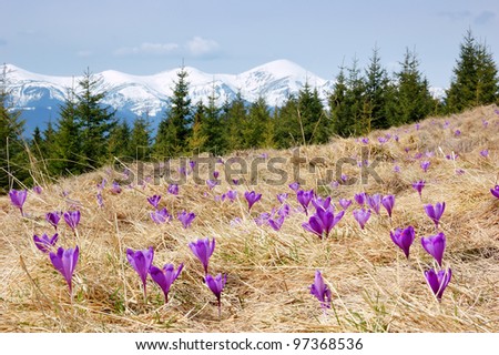 Spring landscape in the mountains with the first crocuses flower. Ukraine, the Carpathian mountains