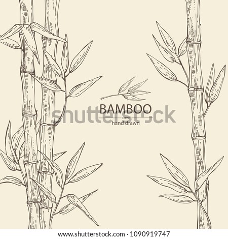 Bamboo: bamboo stalk and leaves. Vector hand drawn illustration.