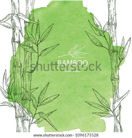 Watercolor background with bamboo: bamboo stalk and leaves. Vector hand drawn illustration.