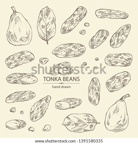 Collection of tonka beans: tonka fruit, beans and leaves. Dipteryx odorata. Cosmetic, perfumery and medical plant. Vector hand drawn illustration