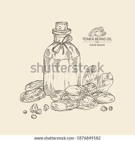 Background with tonka beans and bottle of tonka beans essential oil. Dipteryx odorata.Cosmetic, perfumery and medical plant. Vector hand drawn illustration.