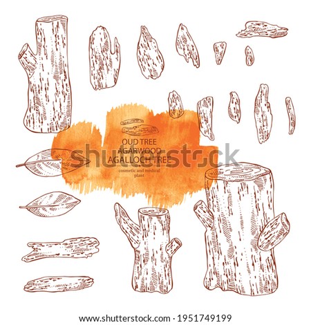 Collection of agar wood: oud tree, leaves and pice of agar wood. Agalloch tree. Perfumery, cosmetics and medical plant. Vector hand drawn illustration Photo stock © 