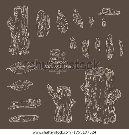 Collection of agar wood: oud tree, leaves and pice of agar wood. Agalloch tree. Perfumery, cosmetics and medical plant. Vector hand drawn illustration Photo stock © 