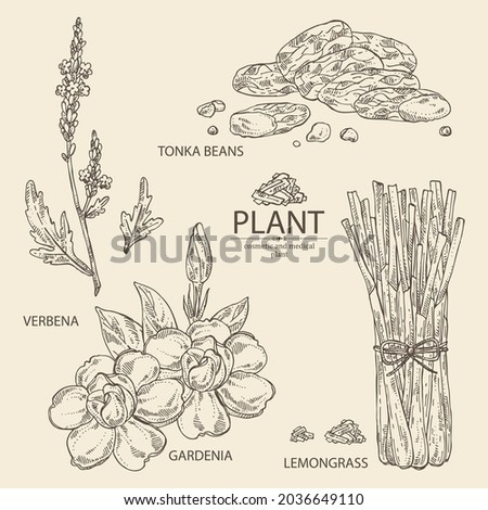 Collection of cosmetic, perfumery and medical plants: verbena, gardenia flowers, lemongrass and  tonka beans. Vector hand drawn illustration