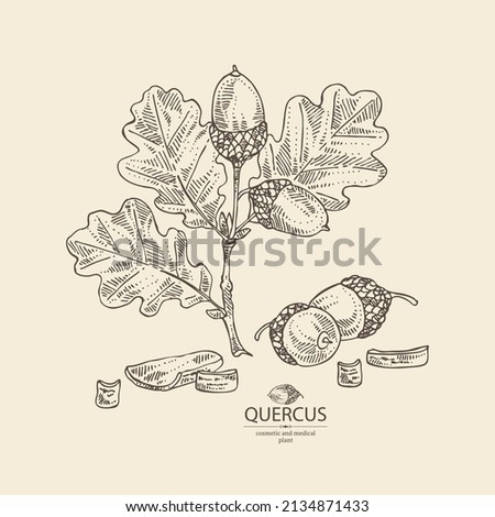 Background with quercus: branch of oak, leaves, oak bark, quercus tree and oak acorn. Cosmetics and medical plant. Vector hand drawn illustration. ストックフォト © 
