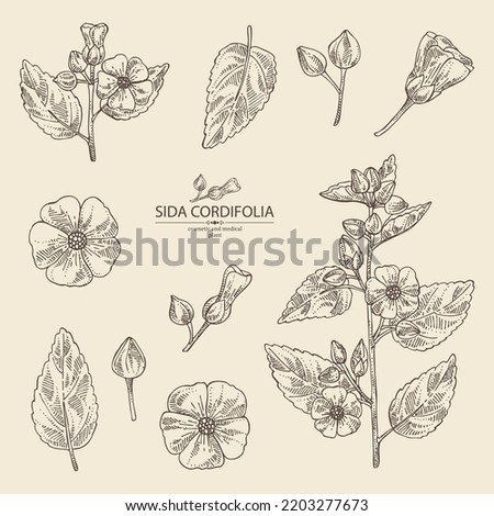 Collection of sida cordifolia: sida cordifolia plant, bala leaves and sida cordifolia flowers. Bala. Cosmetic, perfumery and medical plant. Vector hand drawn illustration.