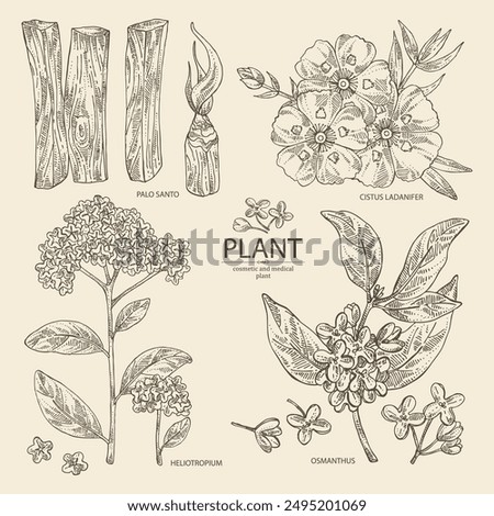 Collection of perfumery and medical plants: palo santo sticks, osmanthus, cistus ladanifer, heliotropium. Vector hand drawn illustration.