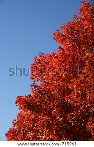 red fall tree against blue sky