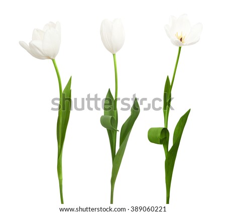 Similar – Foto Bild Drei weiße Tulpen mit grün