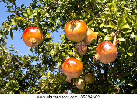 Pomegranate fruits on the tree with green leaves
