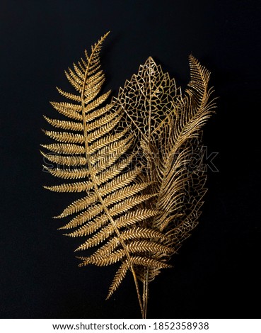 Image, Stock Photo Fern in autumn Fern leaf