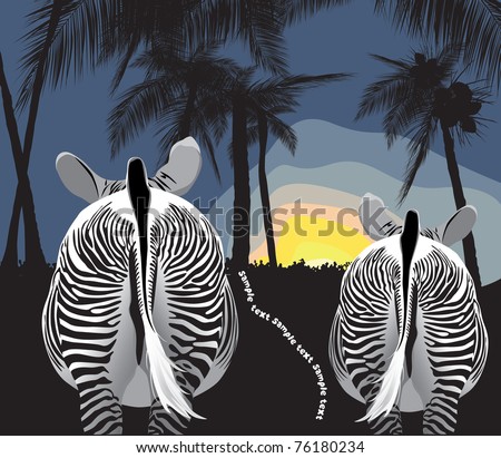 striped zebras and sunset