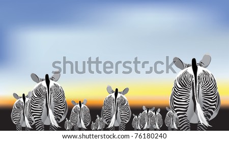   striped zebra herd on the background of dawn (rear view)