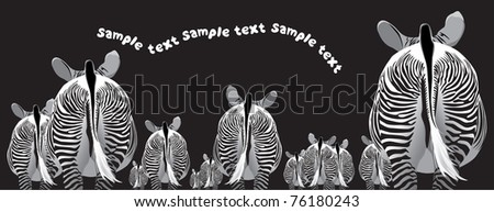   striped zebra herd