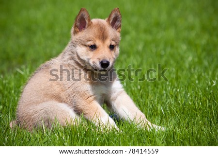 Husky puppy on green grass
